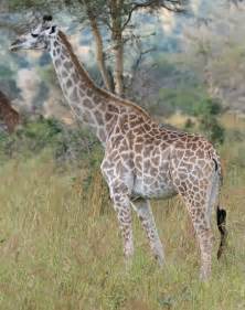 Giraffe sex pictures