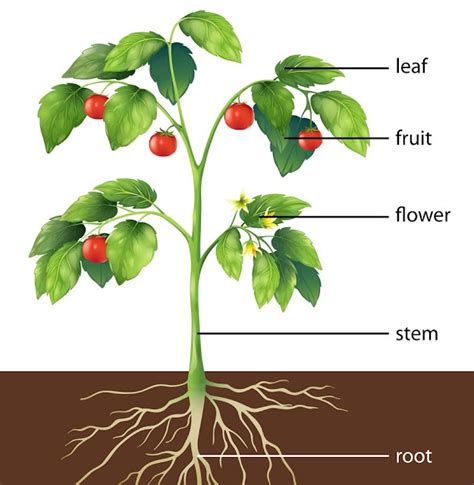parts  plant root  shoot system study science