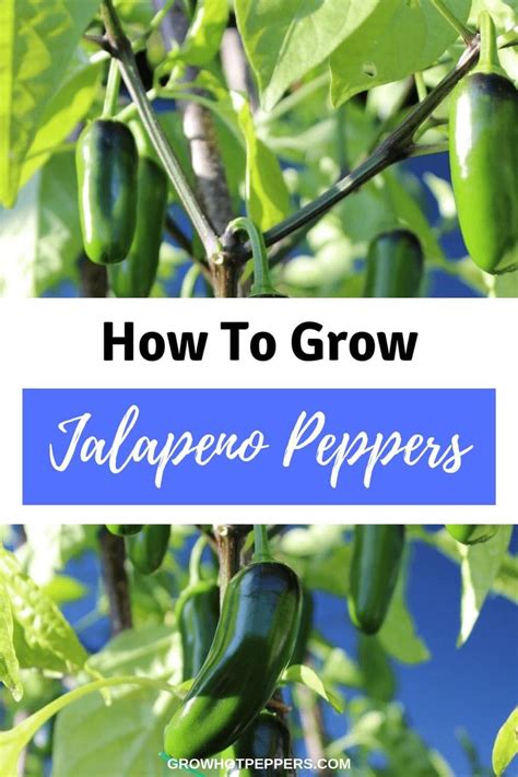 growing jalapenos    grow jalapenos  seeds  potted plants