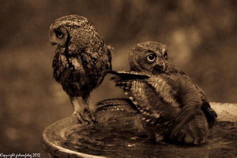 baby eastern screech owls  birdbath photo  henry gideon eastern