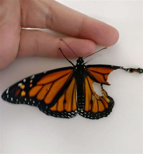 monarch butterflys broken wing fixed   nicest woman  dodo