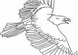 Osprey Coloring Drawing Pages Eagle Feather Line Printable Paintingvalley Printmania Online sketch template