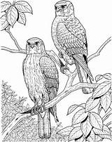 Coloring Pages Adult Birds Printable Adults Bird Color Print Difficult Sheets Colouring Book Realistic Coupons Work Nature Complex Owl sketch template