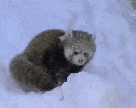 funny animal gifs part   gifs funny animal  love funny