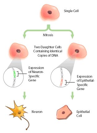 cell growth development  reproduction  process  cell specialization  de