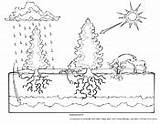 Coloring Pages Asu Askabiologist Color Biology Biologist Ask Sheets Book Ecosystems Plant Worksheets Science Ecosystem Worksheet Printable Visit Edu sketch template