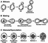 Cerevisiae Mitochondrial Mitochondria Morphology Meiosis Dynamics Mitotic Yeast Zygote Meiotic sketch template