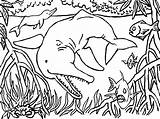 Amazonas Peixes Rio Beluga Tudodesenhos sketch template