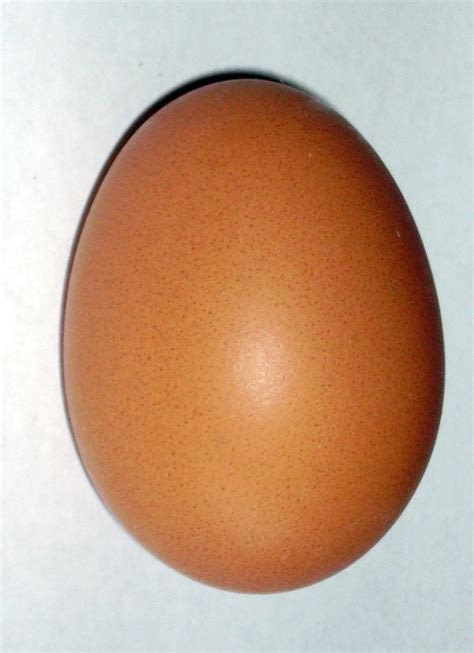 filebrown chicken eggjpg wikimedia commons
