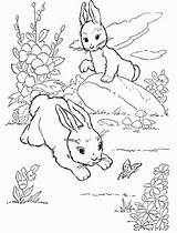 Ausmalbilder Kaninchen Herunterladen sketch template