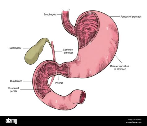 illustration  stomach  duodenum stock photo  alamy