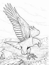 Eagle Coloring Sea Bald American Steller Designlooter Drawings North sketch template