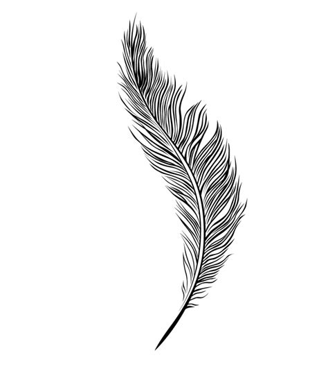 simple feather drawing  paintingvalleycom explore collection