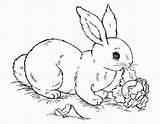 Kaninchen Rabbit Mandalas Pasen Lop Coelhos Eared Pascoa Kleurplaten Rabbits Topkleurplaat Coloringhome Everfreecoloring sketch template
