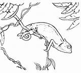 Camaleonte Colorare Chameleon sketch template