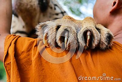 tiger claw stock photo image