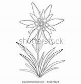 Alps Coloring Mountain Designlooter Alpinum Leontopodium Edelweiss Isolated Outline Leaves Symbol Flower Vector Background sketch template