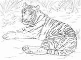 Tiger Coloring Siberian sketch template