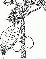 Papaya Coloring Pages Fruit sketch template