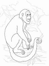 Monkey Coloring Howler Pages Printable Drawing Supercoloring Sheet Onlinecoloringpages sketch template