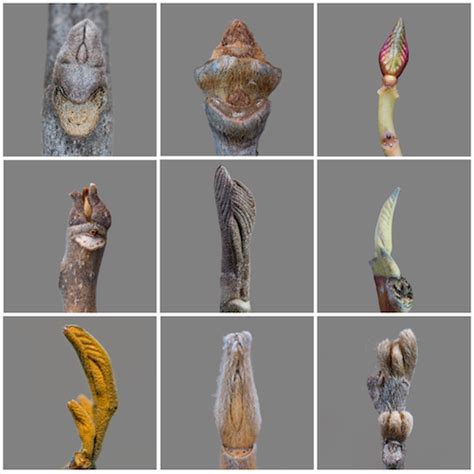 more species of trees with naked resting buds than previously believed