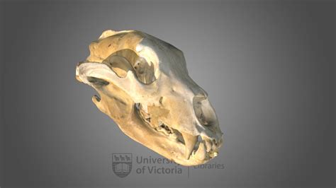 grizzly bear skull specimen     model  uvic libraries atuviclib dc