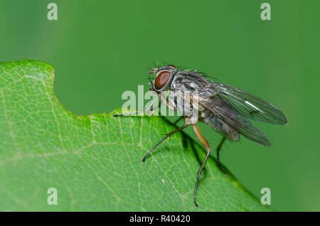 house fly family muscidae stock photo alamy