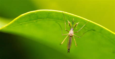 ¿qué Es La Fiebre Amarilla Insitu Logística Para La Salud