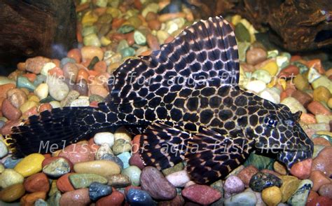 article  discussion  keeping marble pleco