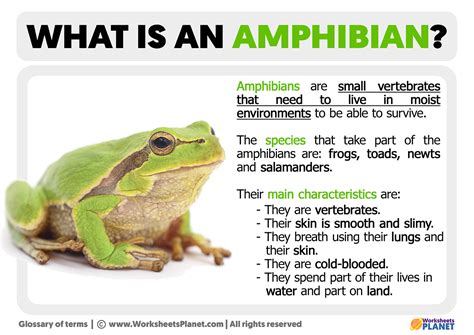 amphibian definition  amphibian