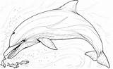 Dolphin Jumping Drawing Coloring Pages Getdrawings sketch template