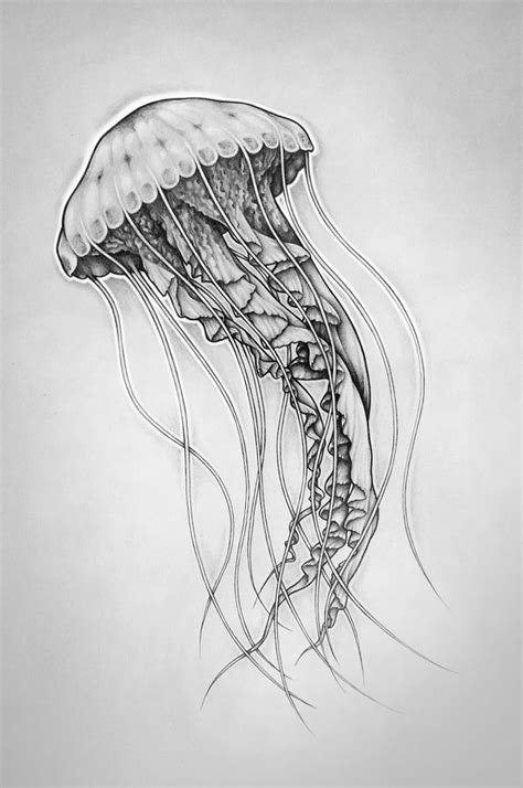 jellyfish drawing jellyfish art jellyfish painting