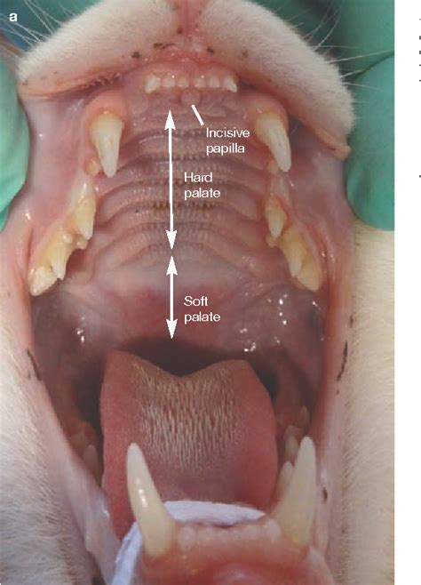 figure   oral examination   cat  systematic approach