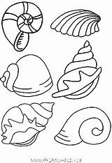 Muscheln Mer Coloriage Vorlagen Coquillage Patterns Shells Poissons Imprimer Coloring Theme Et Pages Marin Summer Dessin Basteln Colorier Mit Malen sketch template