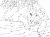 Lioness Guinea sketch template
