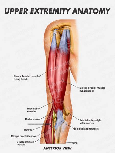 upper extremity anatomy order