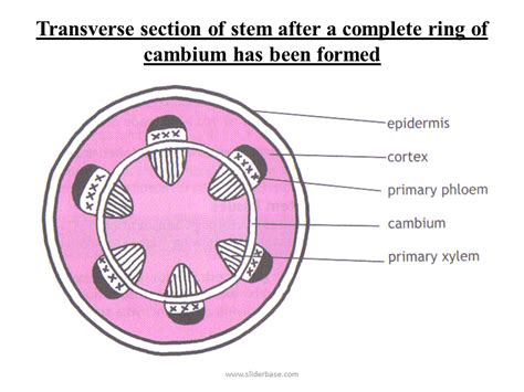 transverse section   young dicot stem  plan