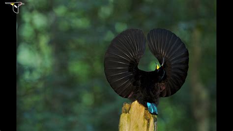 Super Black Bird Of Paradise Feathers Are So Stunningly