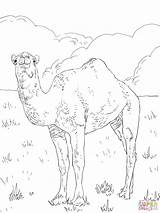 Ausmalbilder Kamel Dromedary Arabian Camels Kunjungi Onlycoloringpages sketch template