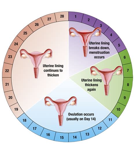 signs  symptoms  ovulation