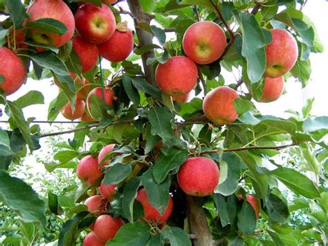 rueyada agactan elma koparip yemek ruyandagorcom