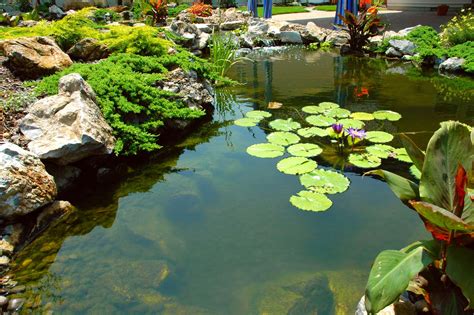 benefits  aquatic plants  water garden landscaping  deck