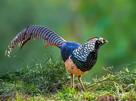 lady amhersts pheasant bird facts chrysolophus birdfact