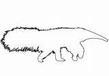 Anteater Coloring Outline Pages Online Categories Supercoloring sketch template
