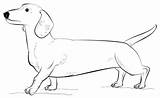 Coloring Dachshund Dog Pages Printable Draw Drawing Supercoloring Dachsunds Template Step Long Categories Zeichnung Popular Paper sketch template