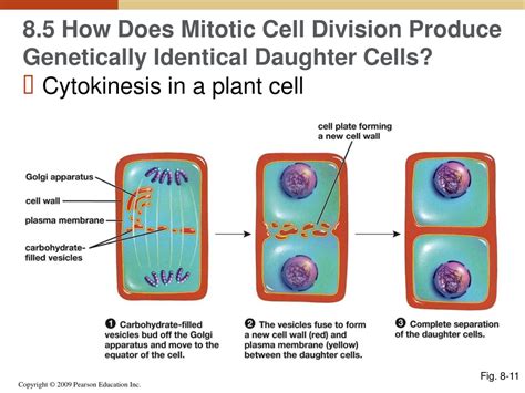 Ppt 8 5 How Does Mitotic Cell Division Produce Genetically Identical