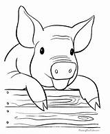 Pig Coloring Pages Farm Printable Kids Books Animal Sheets Cute Cartoon Print Color Colouring Fat Animals Face Adult Fun Cow sketch template