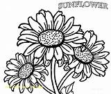 Sunflower Coloring Pages Printable Flower Drawing Adults Clipart Color Sunflowers Flowers Tattoo Kids Mandala Adult Pdf Print Sleeve Realistic Clipartmag sketch template