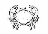 Crab Coloring Coconut Pages Designlooter Printable 750px 9kb 1050 sketch template