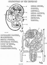 Coloring Anatomy Kidney Pages System Urinary Nephron Book Human Physiology Biology Printable Structure Nursing Renal Sheet Corner Biologycorner Worksheet Science sketch template